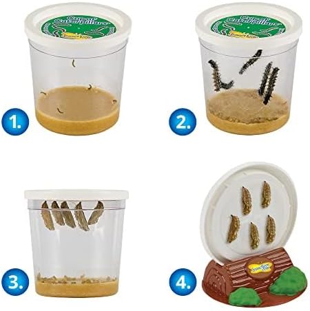 Insect Lore Bug Camp Bundle | Butterfly Kit with 1 Cup Live Caterpillars | Ladybug Land with 1 Tube Live Larvae | Ant Mountain with 1 Tube Live Western Harvester Ants | Life Cycle Figurines & More
