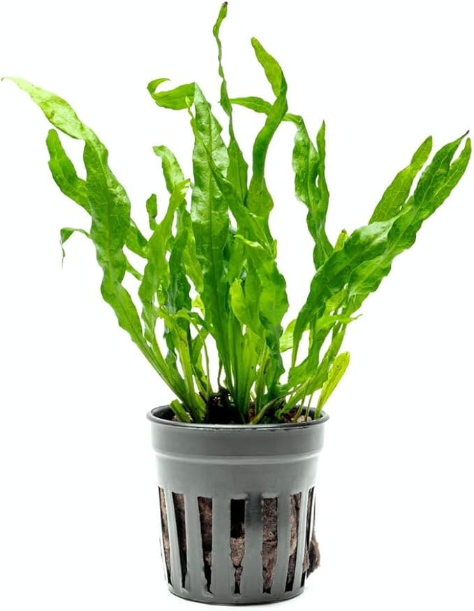 Live Plants - Java Fern 'Flaming' (Microsorum pteropus) - Low to Medium Light Aquarium Display, Bright Green Accent, Midground Tank, Freshwater Aquatic Plant - Pot