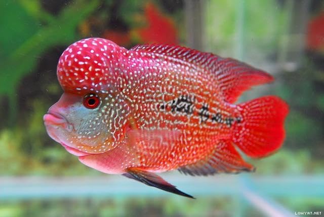 Aquatic Foods Inc. Freeze Dried Floating Brine Shrimp Cubes and Tubifex Cubes for All Tropical Fish, Marine Fish, Discus, Cichlids, Koi & Pond Fish, Turtles…1.5oz Small Jar