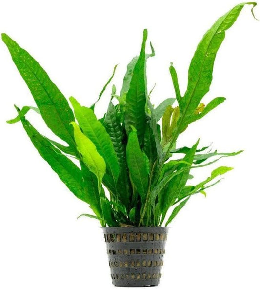 Live Plants - Java Fern (Microsorum pteropus) - Low to Medium Light Aquarium Display, Bright Green Accent, Midground Aquascaping, Freshwater Rhizome Aquatic Plant - Pot