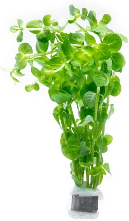 Live Plant - Rotala Indica Green - Easy Care, Moderate Light, Bright Green Accent, Freshwater Aquatic Plant for Aquascaping - Lead Bunch