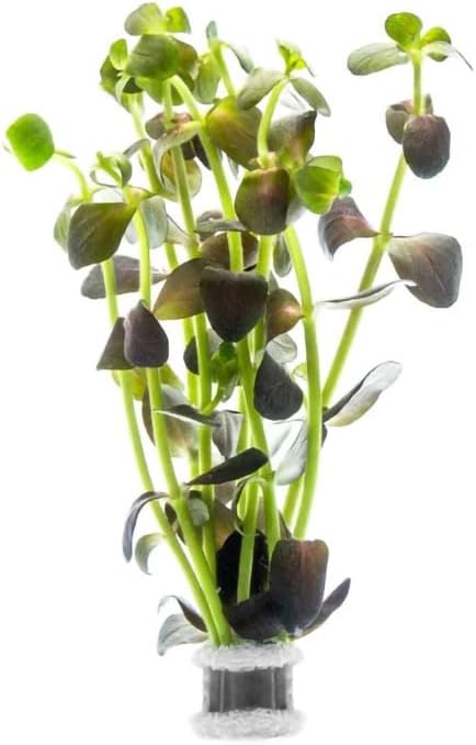 Live Plant - Purple Bacopa (Bacopa salzmannii) - Moderate Care, Moderate to High Light, Purple and Violet Accent, Freshwater Aquatic Plant for Aquascaping - Lead Bunch
