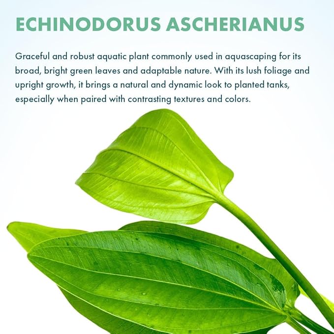 Live Plants - Argentine Sword (Echinodorus ascherianus) - Low to Medium Light, Bright Green Accent for Background Freshwater Aquarium Aquascaping - Pot