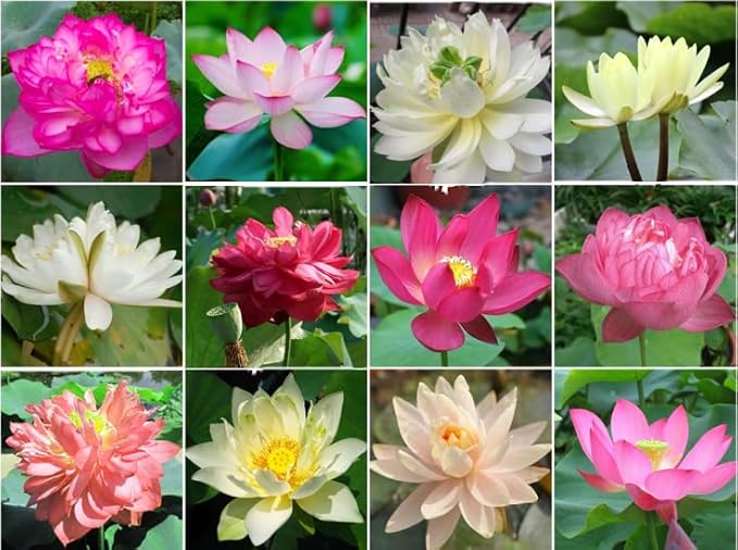 10 Sacred Lotus Seeds for Planting in Water Mixed Flower Color Pink Red White Yellow Multicolor Aquatic Nelumbo nucifera Bonsai Bowl Lotus Seed Ponds Water Feature Gardens Water Lily (10, Lotus Seed)