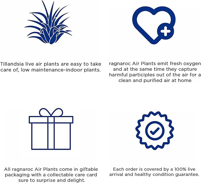 Live Air Plants – Tillandsia Araujei, Large 5” – 3ct – Live Arrival Guaranteed – House Plants for Home Décor & Gift