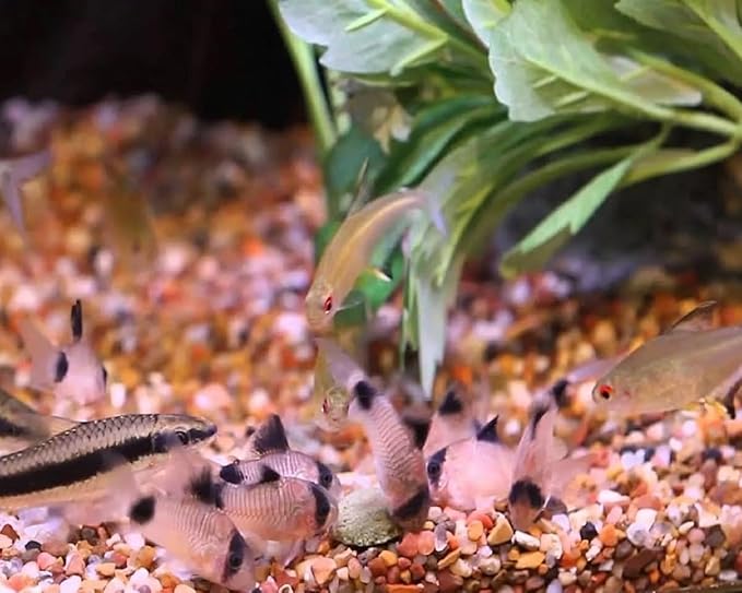 Aquatic Foods Inc. Wafers 3.5mm - 1/8" Intense Color Enhancing Sinking Micro Wafers for All Tropical Fish, Cichlids, Catfish, Plecos, All Bottom Fish, Shrimp, Snails, Crabs, …11oz Small Jar