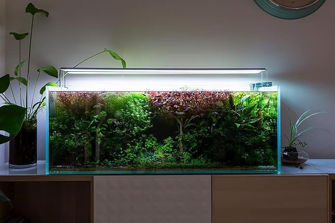 Java Fern Live Aquarium Plants - Potted Freshwater Plant for Fish Tanks - Beginner Friendly, Low Light (Windelov, 3 Pots)