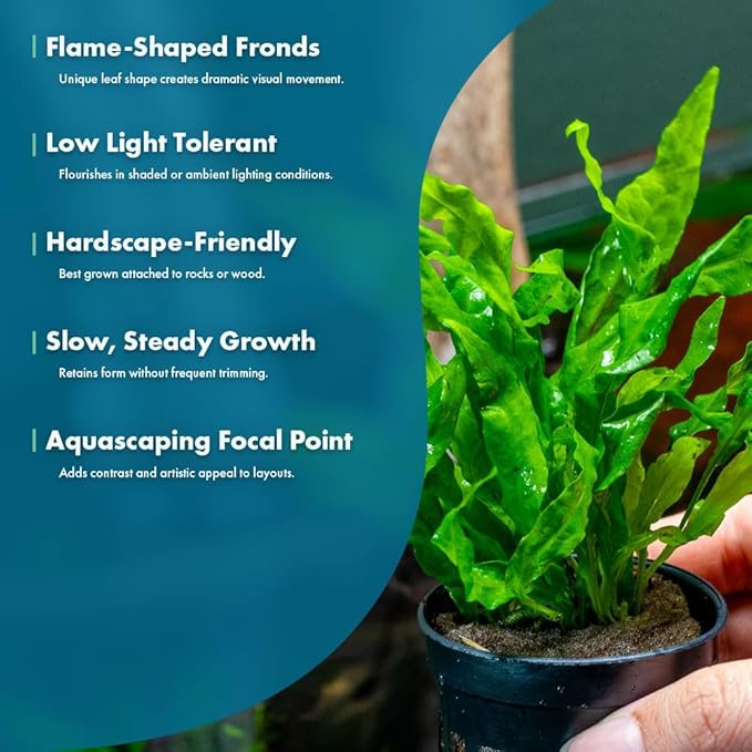 Live Plants - Java Fern 'Flaming' (Microsorum pteropus) - Low to Medium Light Aquarium Display, Bright Green Accent, Midground Tank, Freshwater Aquatic Plant - Pot