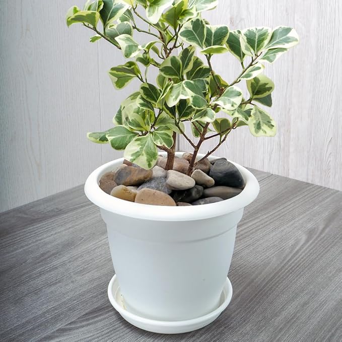 10lbs Aquarium Rocks, 5/8" Natural River Rocks for Plants Decorative Polished Mixed Pebbles for Fish Tank, Landscaping, Gardening, Flower Pots, Vase Fillers, Indoor Water Fountains