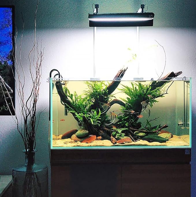 Java Fern Live Aquarium Plants - Potted Freshwater Plant for Fish Tanks - Beginner Friendly, Low Light (Java Fern, 5 Pots)