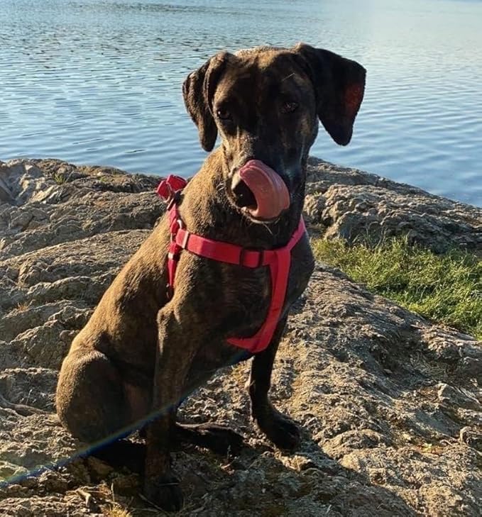 PUPTECK No Pull Dog Harness Soft Adjustable Basic Nylon Step in Puppy Vest Outdoor Walking with ID Tag X-Small DeepPink