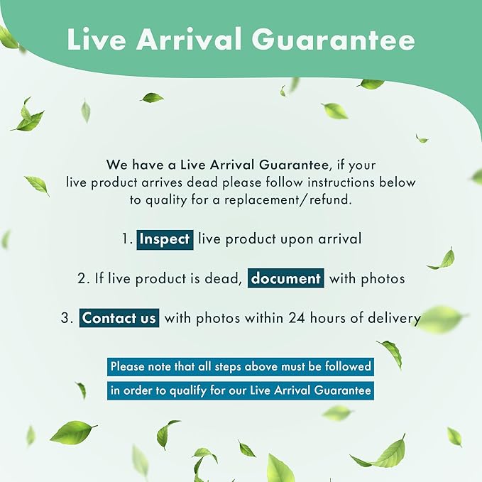 Live Aquarium Stem Plants - Freshwater Aquatic Plant for Fish Tanks, Aquascaping - (Ludwigia Repens, 4 Bunches)