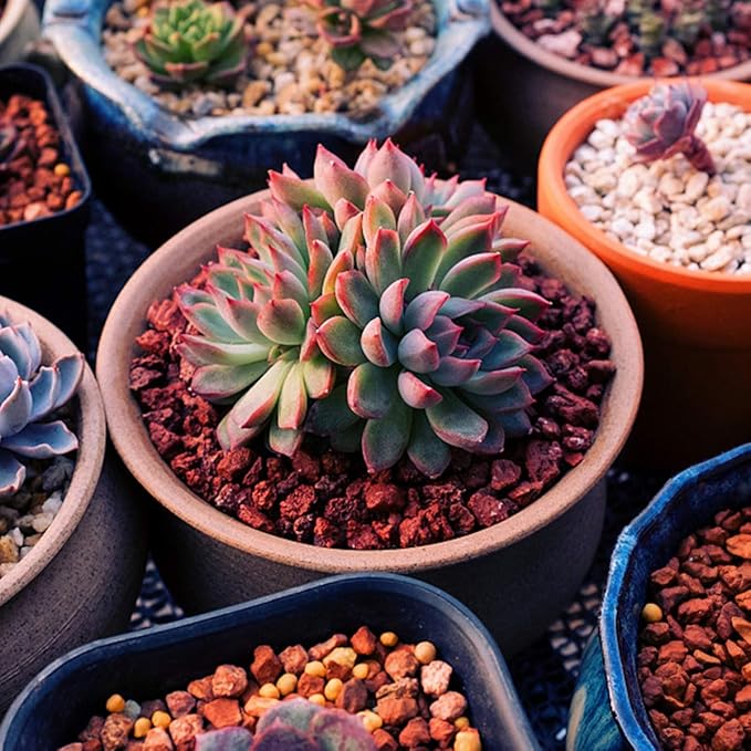 TOYPOPOR Red Lava Accent Rocks Outdoor Decorative Stones for Craft Projects, Vase Fillers, Succulents, Cactus Pots, Terrarium Plants 2.2LB