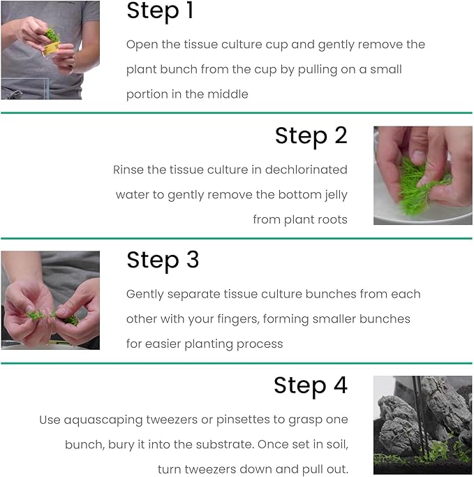 Ultum Nature Systems Live Tissue Culture - Anubias Minima Dragon Claw (Anubias Minima) - Easy - Low to Medium Light - Green Accent - Midground - 100% Snail Free Grown in-Vitro
