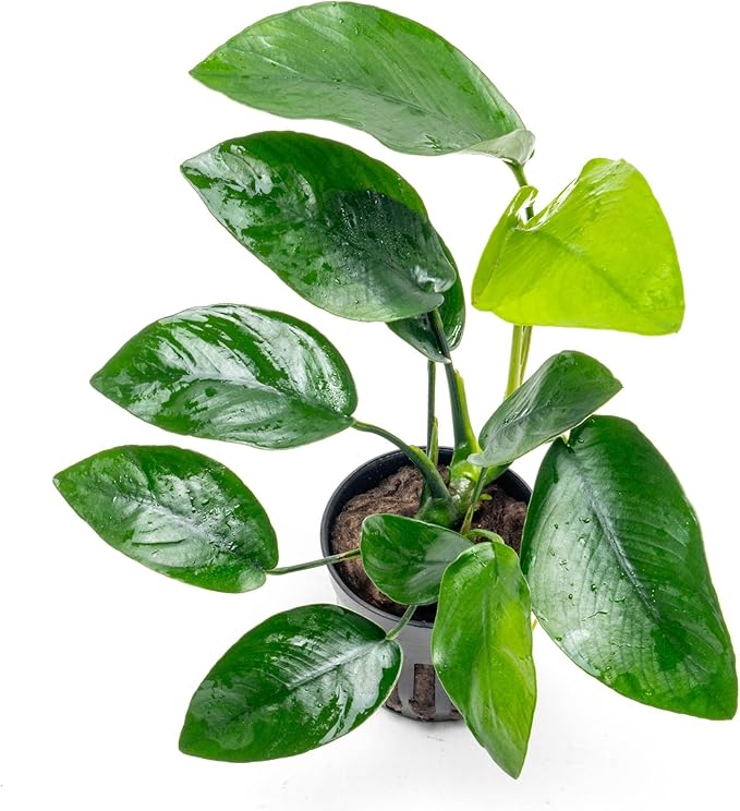Anubias Live Aquarium Plants - Anubias Nana Tropica (Anubias barteri Nana) - Low Light Epiphytic Rhizome for Foreground to Midground Freshwater Aquascapes, Dark Green Accent - Pot