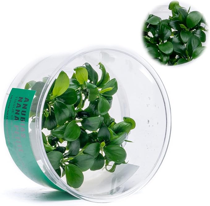 Ultum Nature Systems Live Tissue Culture - Anubias Nana Petite (Anubias barteri 'Nana') - Easy - Low to Medium Light - Dark Green Accent - Foreground - 100% Snail Free Grown in-Vitro