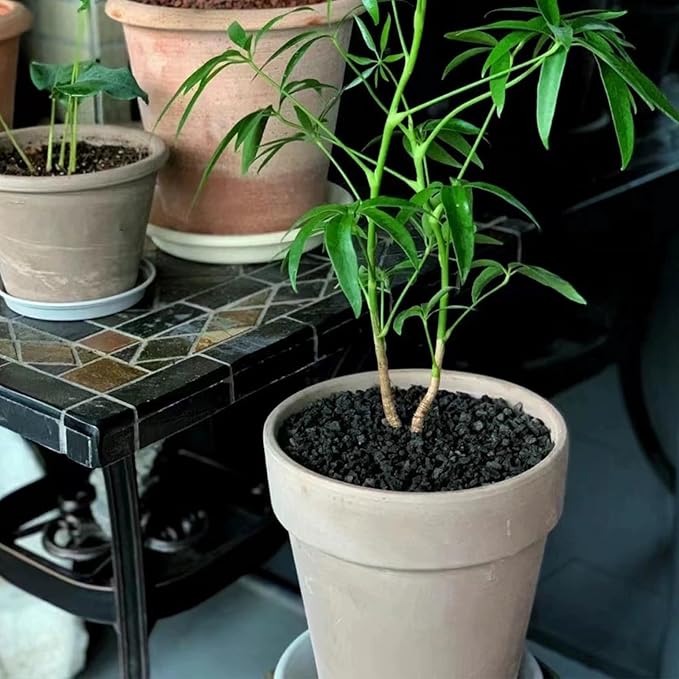 10 lbs Black Lava Rocks for Fire Pits,5-8 MM Crush Volcanic Rock Pumice Soil Additive for Succulent Plants Aquarium Cactus Bonsai and Garden Landscaping