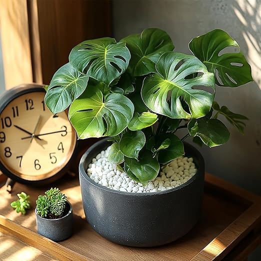 1/5 Inch White Succulent Cactus Gravel, 5 lbs – Ideal for Succulent Plant Pots, Vase Fillers, Glass Containers, Aquariums, Patios, and Outdoor Gardening River Stones (White, 5 Pounds)