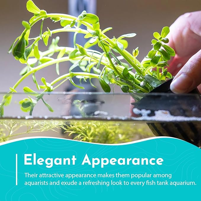 Live Aquarium Moneywort Bacopa (Monnieri) Plants - Long Lasting & Easy to Maintain - Removing Excess Nitrates - Promote High Water Quality - Stunning Appearance - Potted