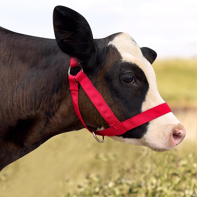 XUANNIAO Easily Adjustable Figure 8 Cow Halter, Double-Ply Premium Livestock Cattle Halters, Colorful Cow Utility Calf Halter with Leading Rope for Miniature Horse Donkey Goat Foal (Small, Pink)