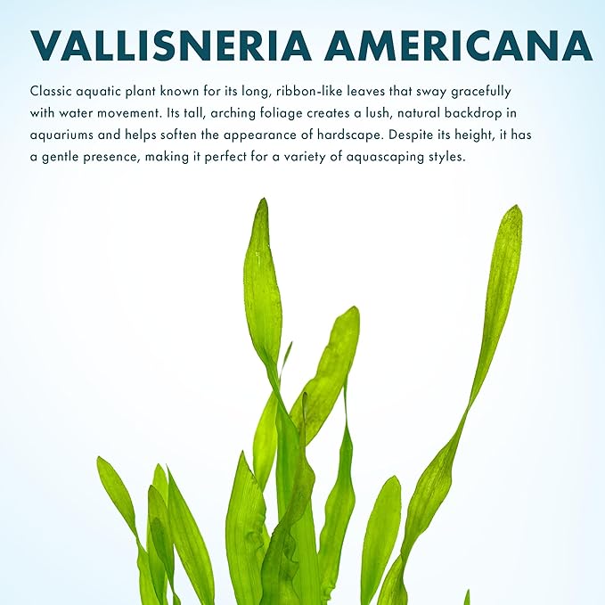 Live Plant - Tall Grass, Vallisneria Americana - Easy Care, Moderate to High Light, Bright Green Accent, Freshwater Aquatic Plant for Aquascaping - Lead Bunch