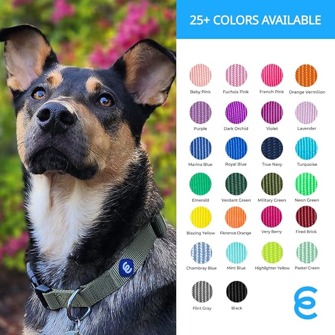 Blueberry Pet Essentials Matching Medium Dog Collar | Adjustable Classic Solid Color Nylon Dog Collars for Medium Dogs | Purple Dog Collar for Medium Dogs