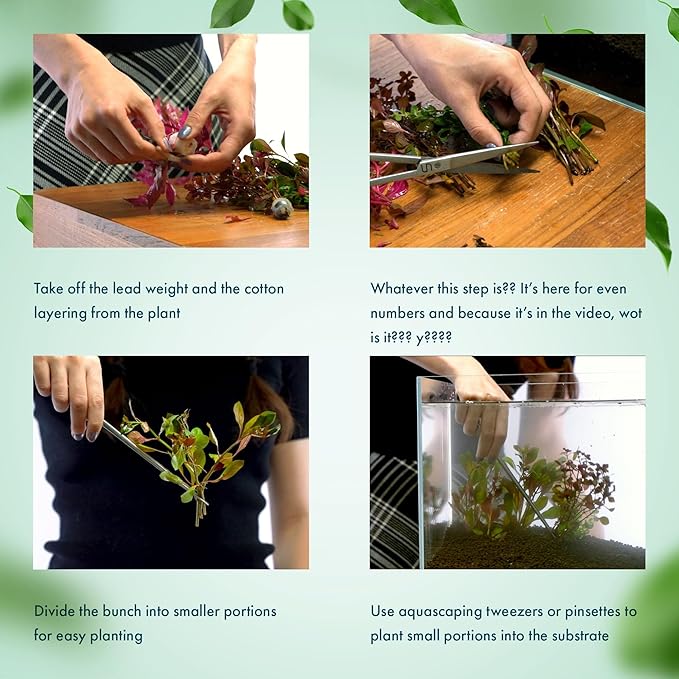 Live Plant - Tall Grass, Vallisneria Gigantea - Easy Care, Moderate to High Light, Bright Green Accent, Freshwater Aquatic Plant for Aquascaping - Lead Bunch