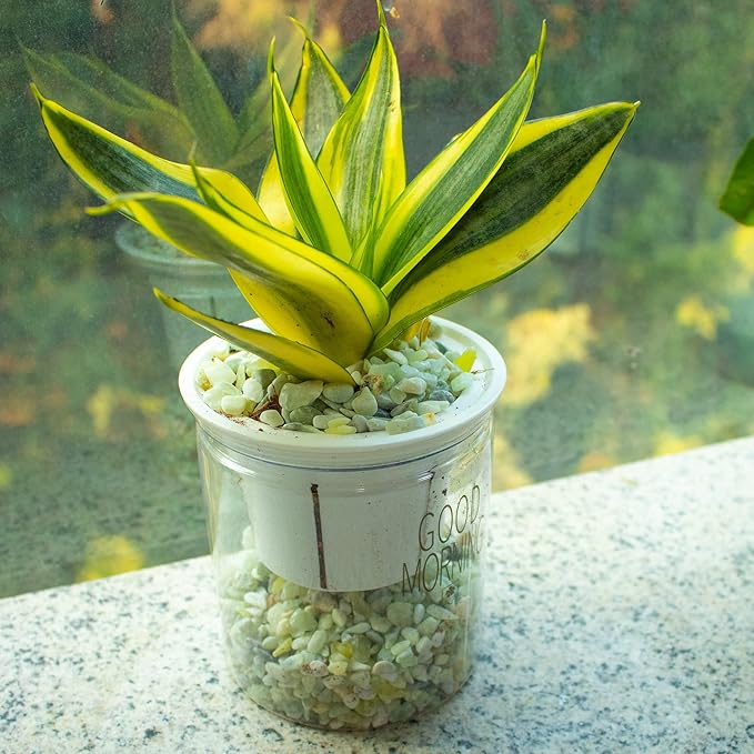 18lb Jade Bean Pebbles,1/4 Inch Cactus Bonsai DIY Rocks, Natural Succulent Rock and River Rocks Decorative for Aquariums, Vases, Terrarium, Outdoor Gardening, Top Dressing for Potted Plants