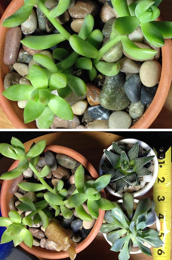 Voulosimi River Rock Stones, Natural Decorative Polished Mixed Pebbles Gravel,Outdoor Decorative Stones for Plant Aquariums, Landscaping, Vase Fillers (8 LB, Mixed Colors)