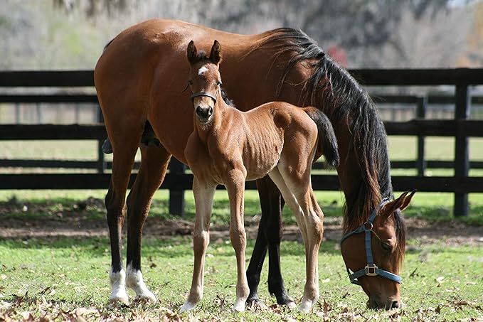 Leather Figure 8 Foal Halter | Newborn, Foal, Mini Pony Halter | Brown with Removable Grab Strap and Two Size Crowns