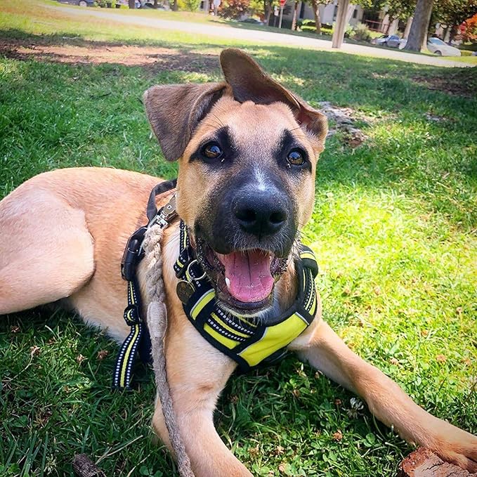 rabbitgoo Dog Harness No Pull with 2 Leash Clips, Adjustable Soft Padded, Reflective Oxford No Choke Pet Vest with Easy Control Handle for Medium Sized Dogs, Green, M