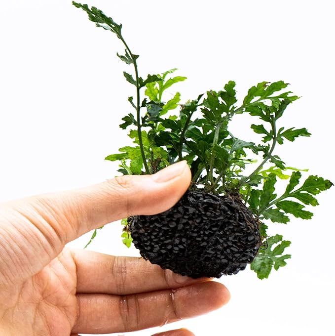 Java Fern Live Aquarium Plants – Windelov, Narrow Leaf & More– Easy Aquascaping Plants for Freshwater Tanks, Low Light, No CO₂ (Bolbitis Difformis 'Mini' on Nutripad)