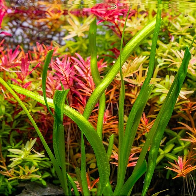 Live Plant - Tall Grass, Red Jungle Vallisneria - Easy Care, Moderate to High Light, Reddish Green Accent, Freshwater Aquatic Plant for Aquascaping - Lead Bunch