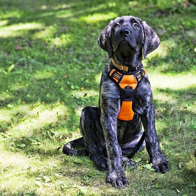 rabbitgoo Dog Harness No Pull with 2 Leash Clips, Adjustable Soft Padded, Reflective Oxford No Choke Pet Vest with Easy Control Handle for Medium Sized Dogs,Orange, M