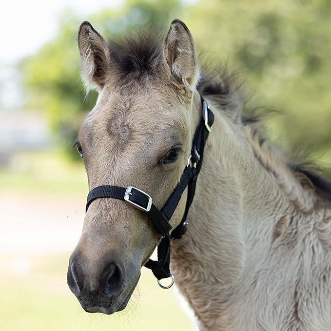 HORZE Adjustable Nylon Horse Halter for Foals, Colts, Fillies, Mini Horse Halter | Comfortable Small Horse Halter with Sturdy Buckles - Black - Foal