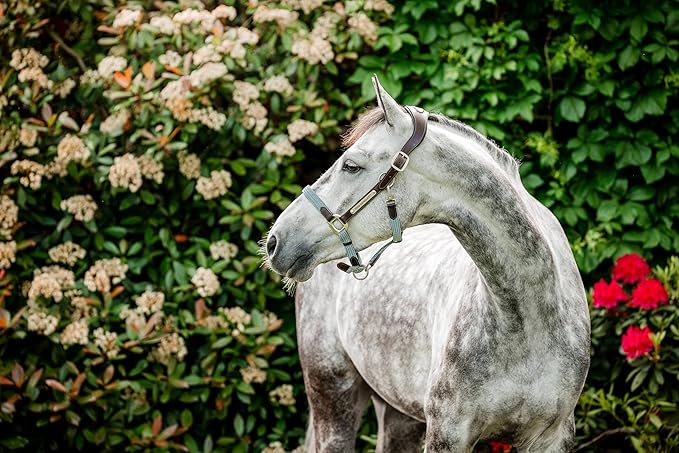 Horseware® Signature Braided Halter