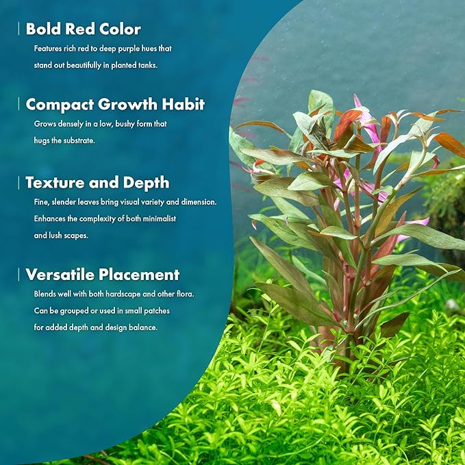 Live Plants - Alternanthera reineckii ‘Mini’ - Bright Red to Pink Foreground Stem Plant for High Light, CO₂ Aquascaping, Compact Growth Red, Pink, Purple Accent - Lead Bunch