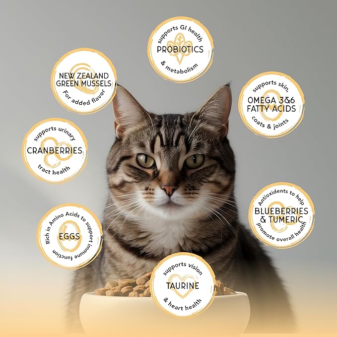 Blackwood Bounty Dry Cat Food, Chicken & Turkey Recipe for All Life Stages, 10 Pound Bag, High Protein, Grain Free