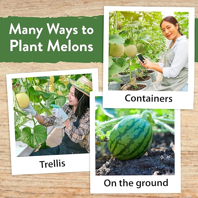 HOME GROWN π¨π¦π π£π₯ππ ππ¨π  Melon Seeds Variety Pack 5 π‘π’π‘-ππ π’ Heirloom Vegetable Seeds, Watermelon Cantaloupe Honeydew Sugar Baby & Melon, High Germination for Planting Home Garden Indoors