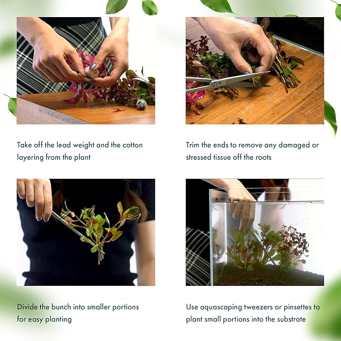 Live Plant - Tall Grass, Vallisneria Americana - Easy Care, Moderate to High Light, Bright Green Accent, Freshwater Aquatic Plant for Aquascaping - Lead Bunch