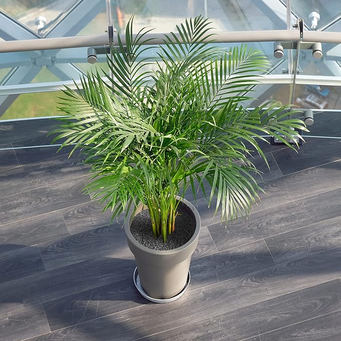 Mr. Fireglass Natural Decorative Gray Bean Pebbles 1/5" Crushed Gravel Stone for Decorating Garden, Succulent Plants and Walkway (10-lb Bag)