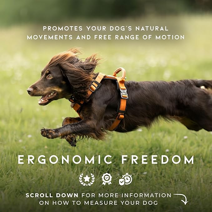 MADE TO ROAM Premium Explorer Harness - Y-Shaped Dog Harness with Adjustable Durable Nylon, Soft Padding, Metal Buckles and Leather Handle for Small, Medium, Large Dogs (Colorado Nightsky, Size 1)