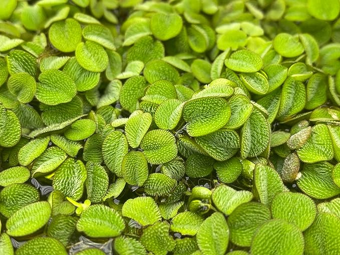 Salvinia Minima Water Spangle Live Floating Aquarium Plant Freshwater Planted Tank Ponds Aquascapes Natural Water Filtration Easy Care Growing Natural Shade Cover Betta Shrimp Salvinia 6 Plants
