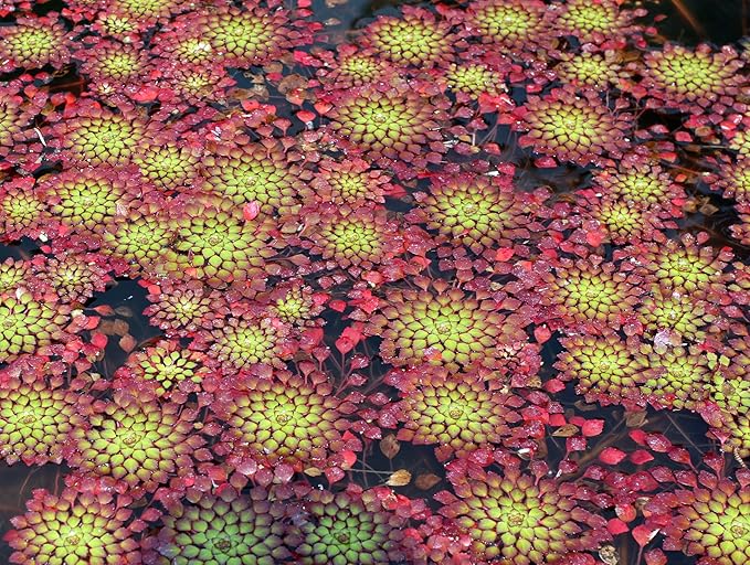 Ludwigia Sedioides Live Mosaic Plant for Ponds Aquariums Unique Floating Lily Like Rosette Leaves Aquatic Plant for Water Gardens Aquatic Koi Ponds Aquascaping Yellow Flowering Awesome Aquatic