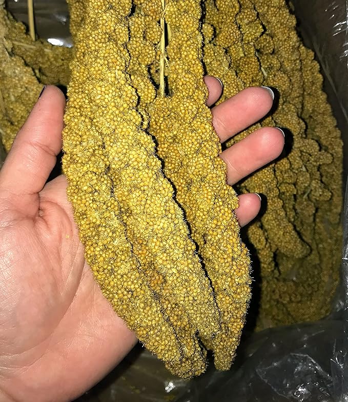 Birds LOVE Economy & Thin Special Spray Millet GMO-Free (No Stems Only Edible Tops) for Birds Cockatiel Lovebird Parakeet Finch Canary All Parrots Healthy Treat - 25lbs