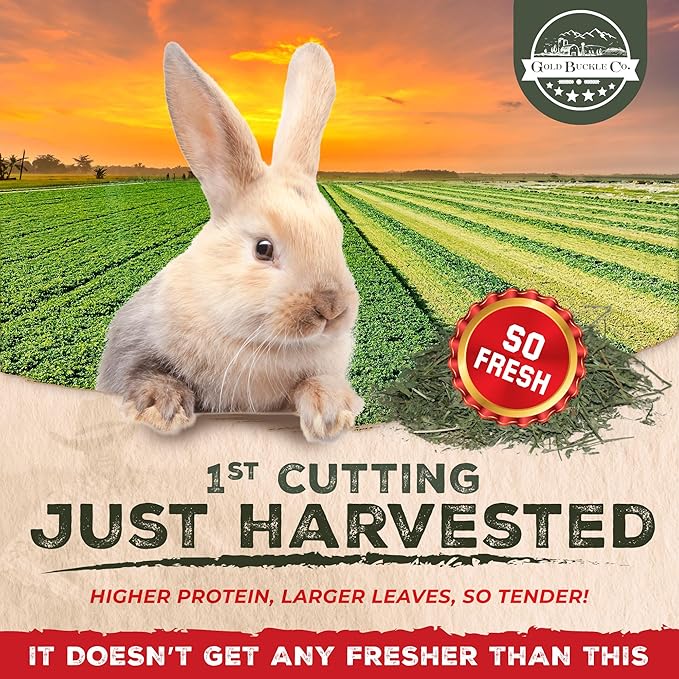 10lb Freshly Dried Organic Alfalfa Hay for Guinea Pigs, Rabbits, Chinchillas, Goats, Hamsters & Ferrets, Small Animal Food Rich in Protein & Fiber, Hand-Selected, Hand sorted, USA Grown