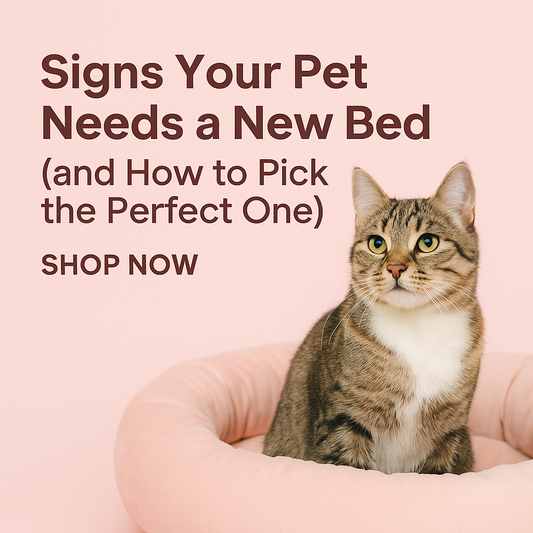 🐕🐈 Signs Your Pet Needs a New Bed (and How to Pick the Perfect One)
