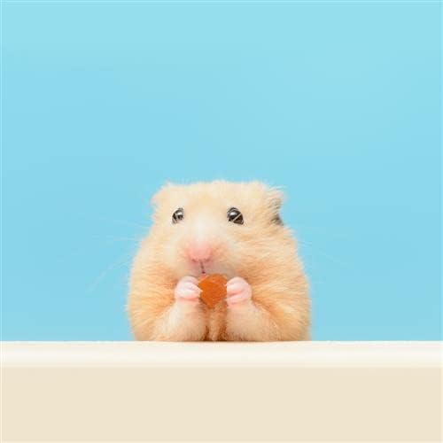 Tropical Trio - Healthy Natural Mixed Dried Fruit Treat - Papaya, Coconut, Pineapple - for Sugar Gliders, Squirrels, Prairie Dogs, Skunks, Marmosets, Parrots, Birds, Rats, Small Pets (4.5 oz.)