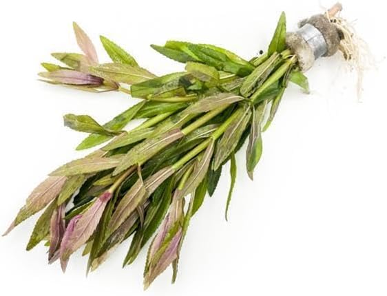 Live Aquarium Stem Plants - Freshwater Aquatic Plant for Fish Tanks, Aquascaping - (Limnophila Aromatica, 4 Bunches)