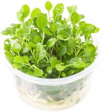 Ultum Nature Systems Lobelia Cardinalis ‘Cardinal’ Tissue Culture Live Plant for Aquarium, Freshwater Fish Tank, Aquascaping - 100% Snail Free in Vitro